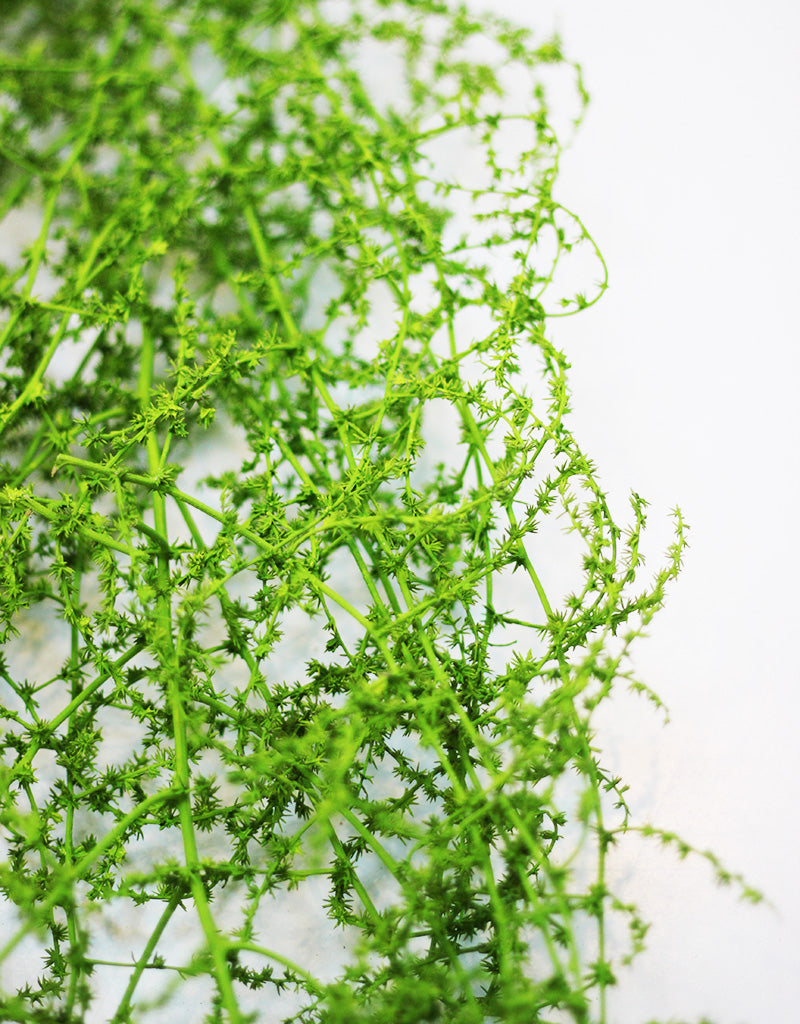 Dried Asparagus Fern