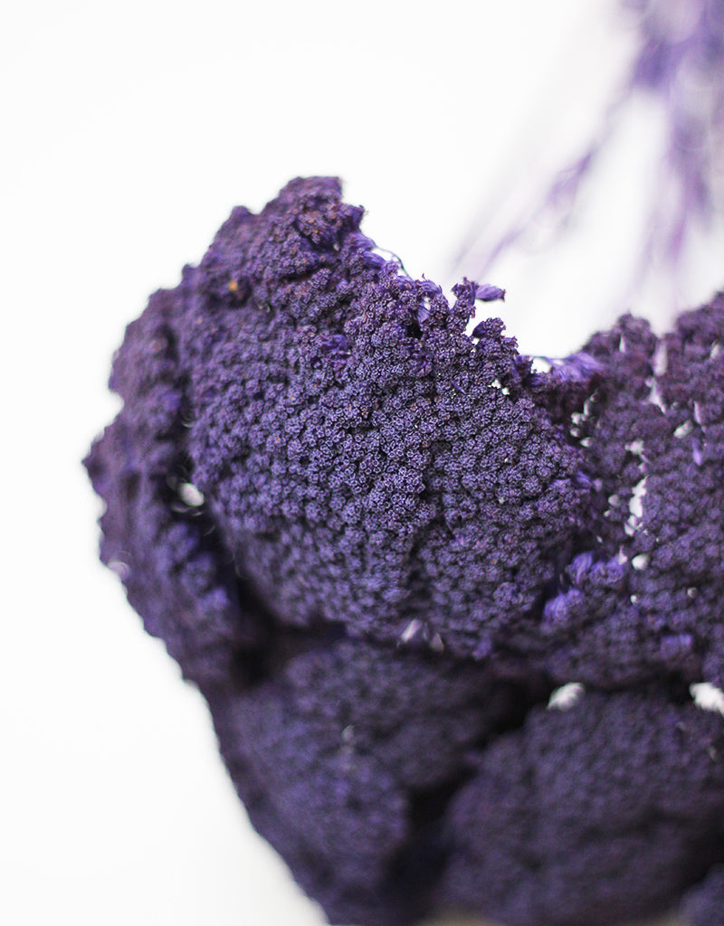 Wholesale Dried Achillea