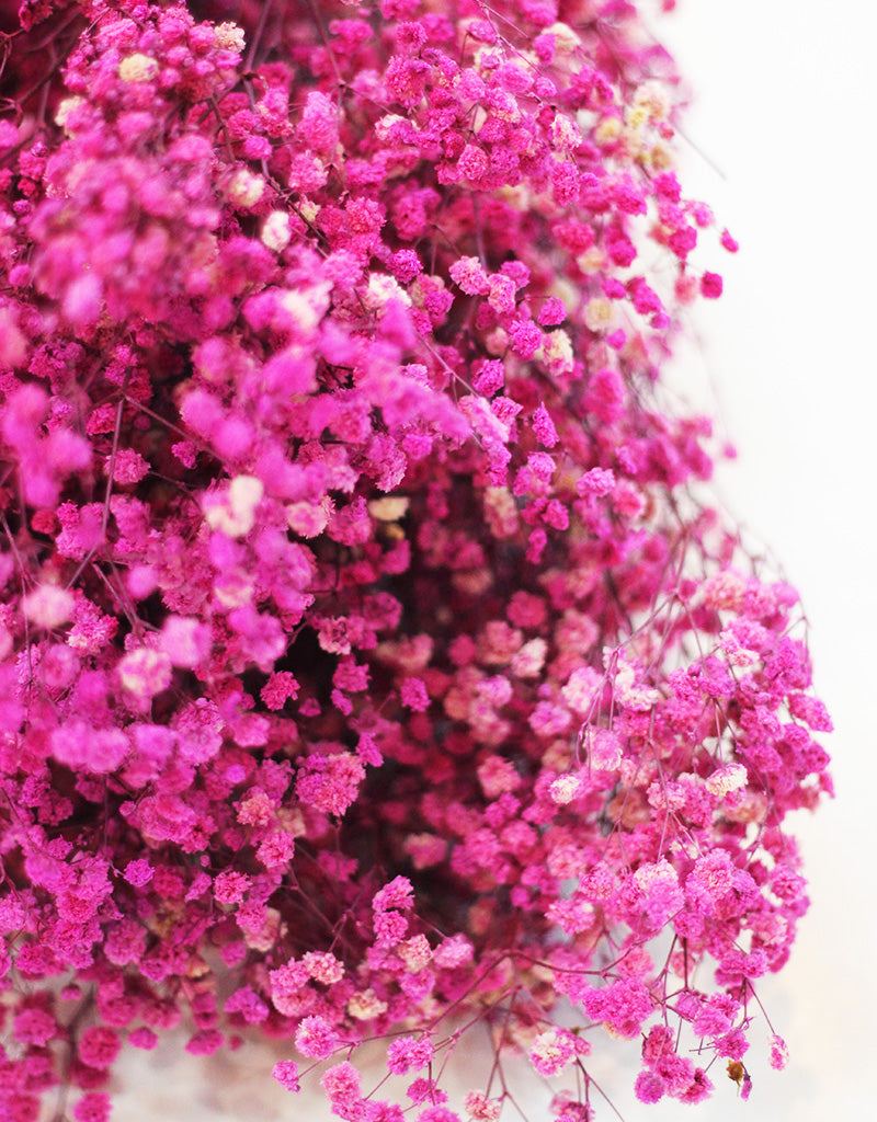 wholesale gypsophila flowers