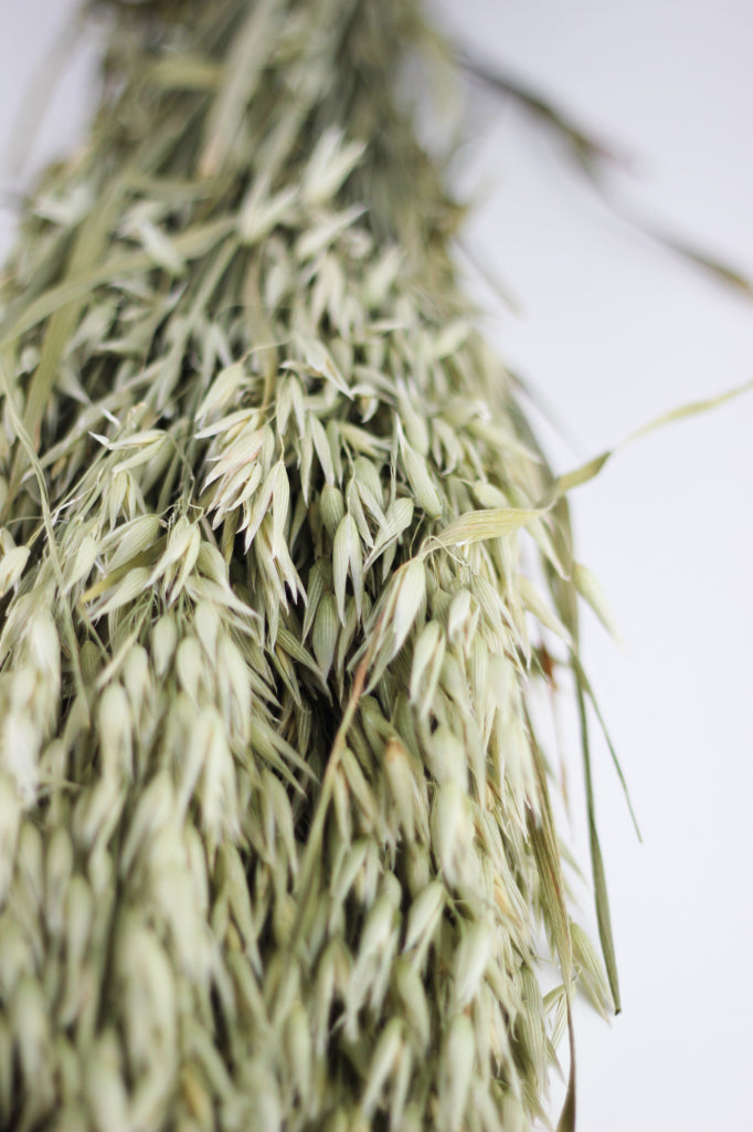 oat flowers