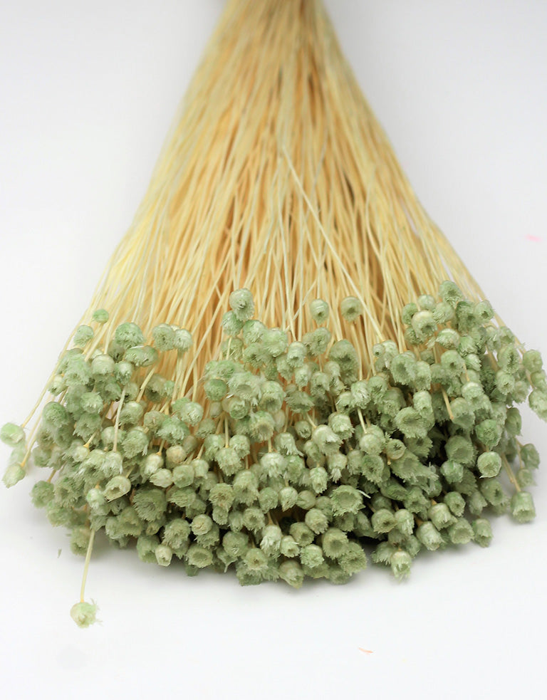 Preserved Jazilda Mint Green Bunch