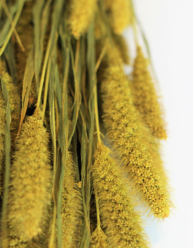 Dried Setaria - Mustard Bunch, 70 cm