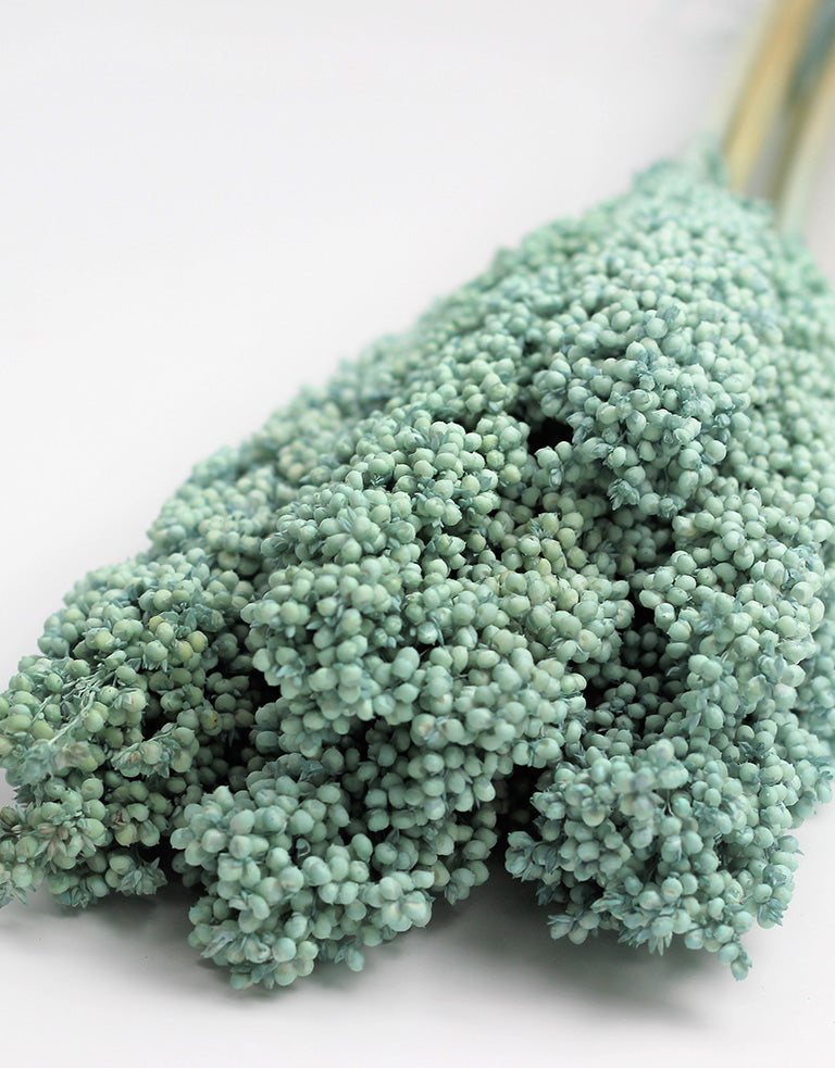 Dried Sorghum