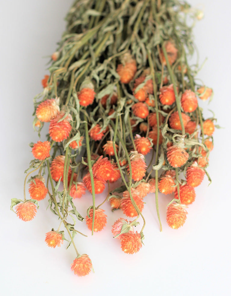 Dried Gomphrena
