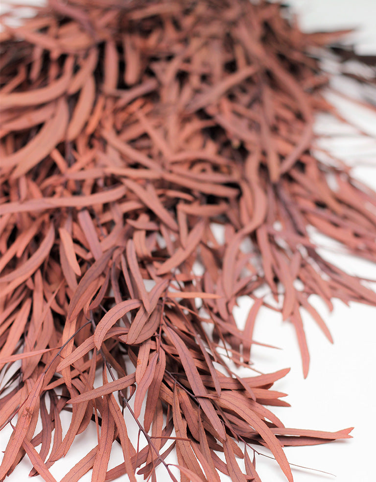 Autumn Eucalyptus UK