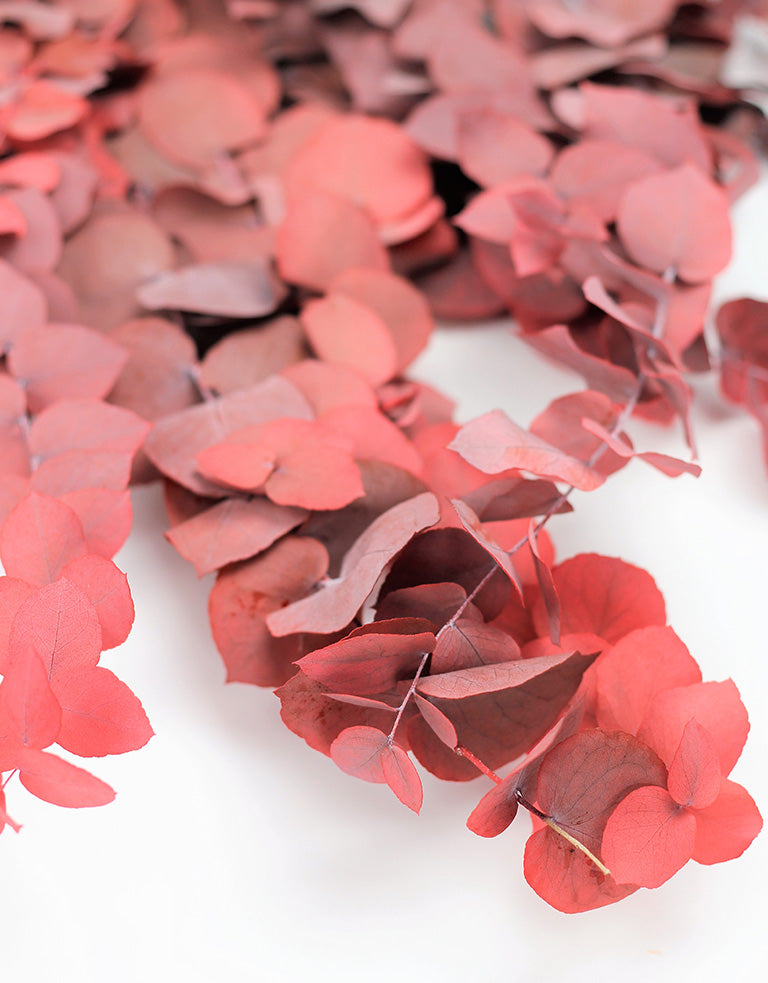 Eucalyptus for Autumn