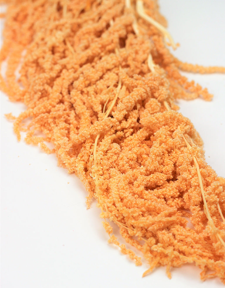 Preserved Amaranthus UK