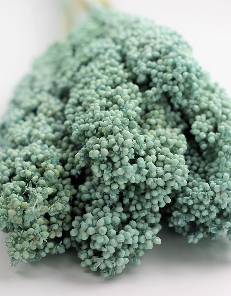 Sorghum flower bunch UK