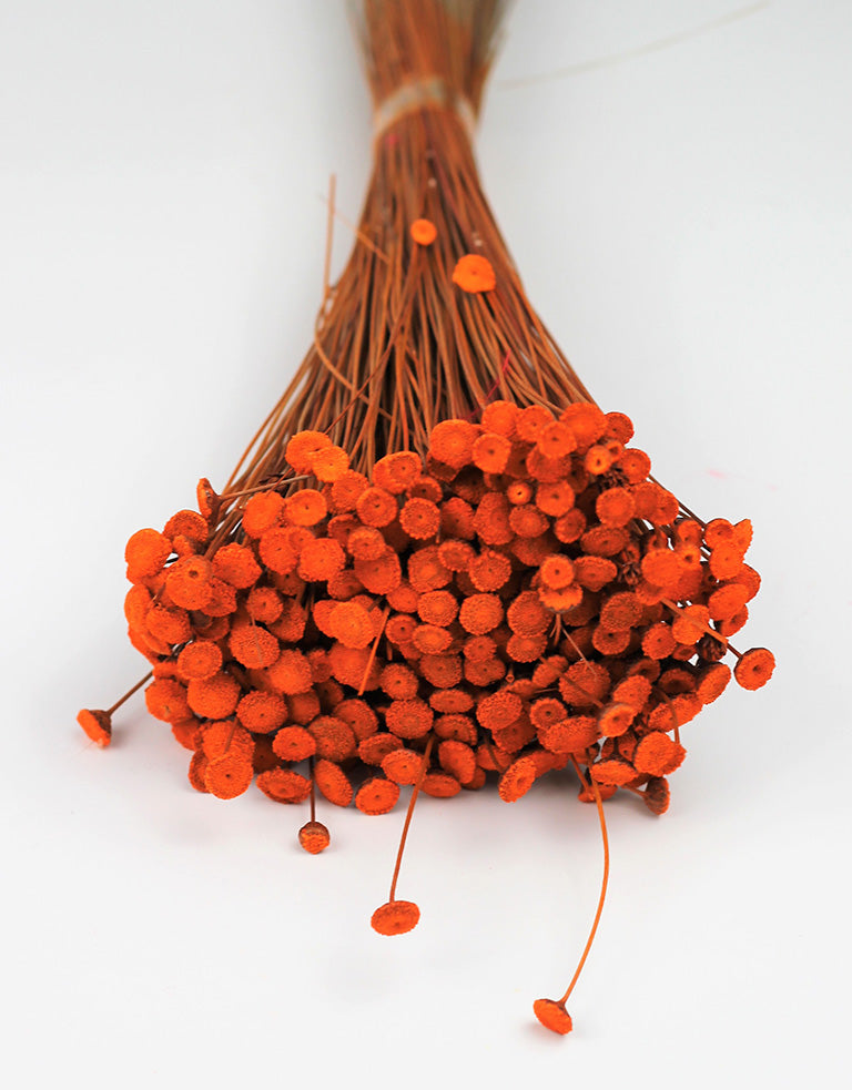 Dried Batao Orange Bunch