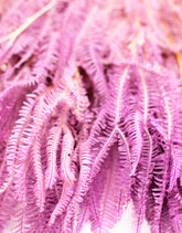 LIlac Helecho Foliage