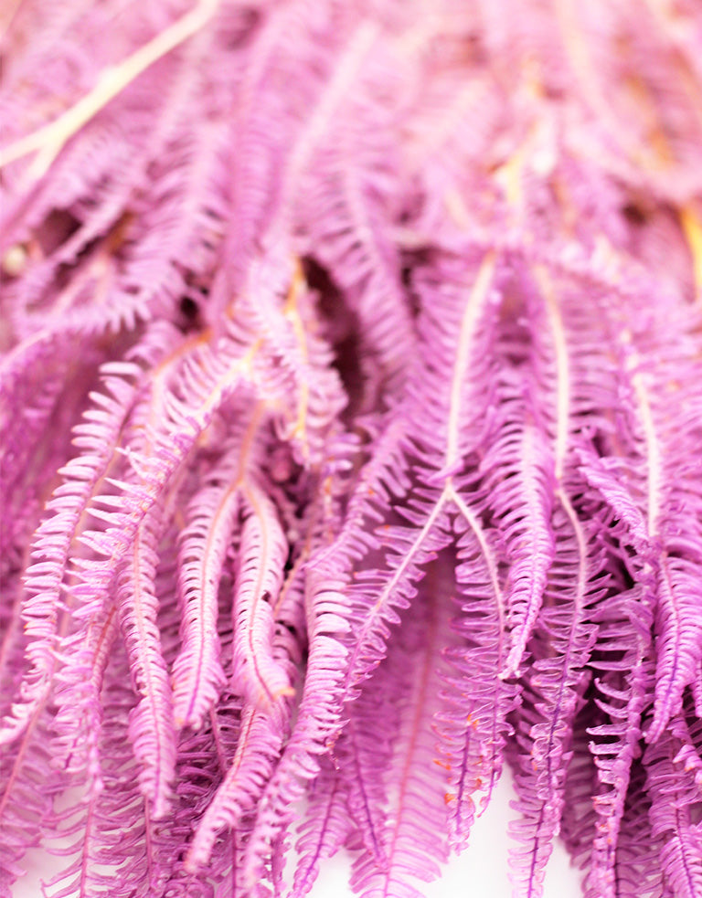 LIlac Helecho Foliage