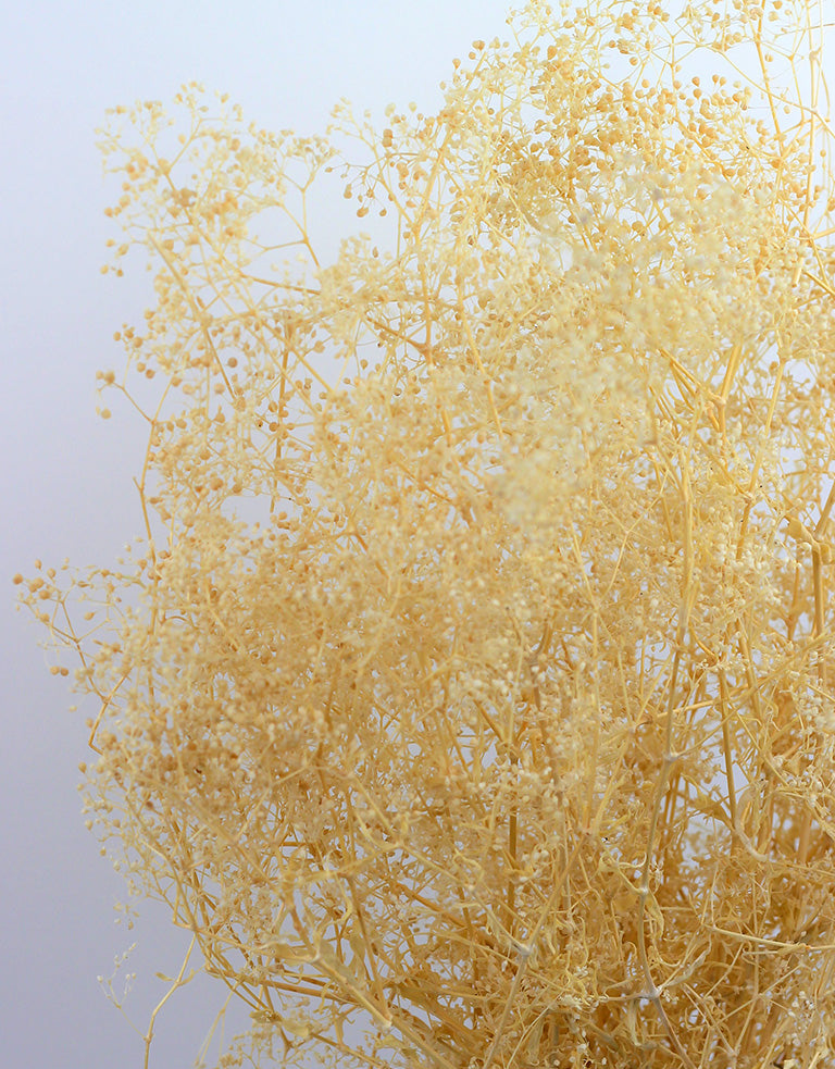 Bleached Guypsophila