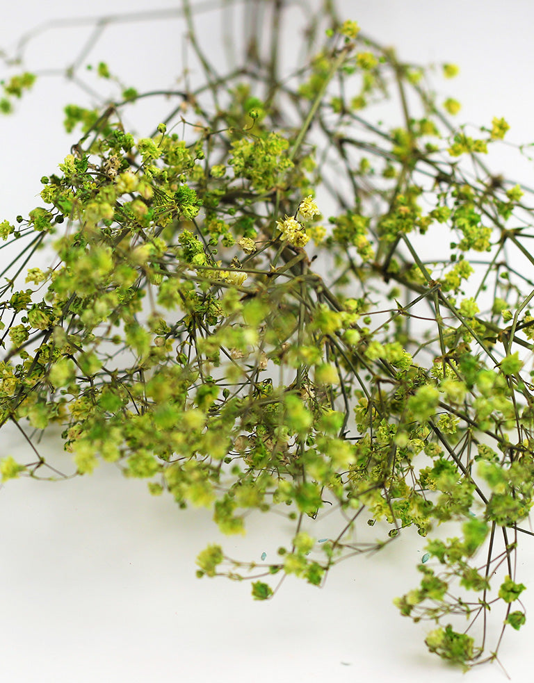wholesale Green Baby&