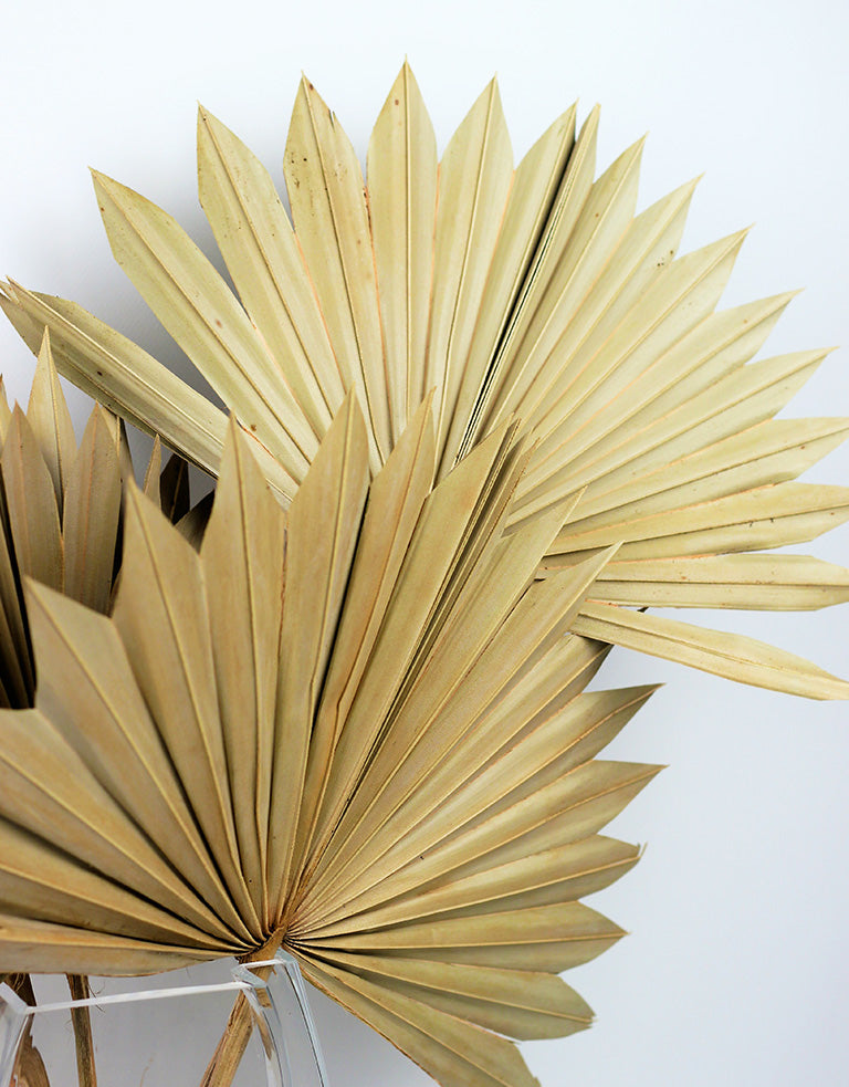 Beautiful Sun Palms UK