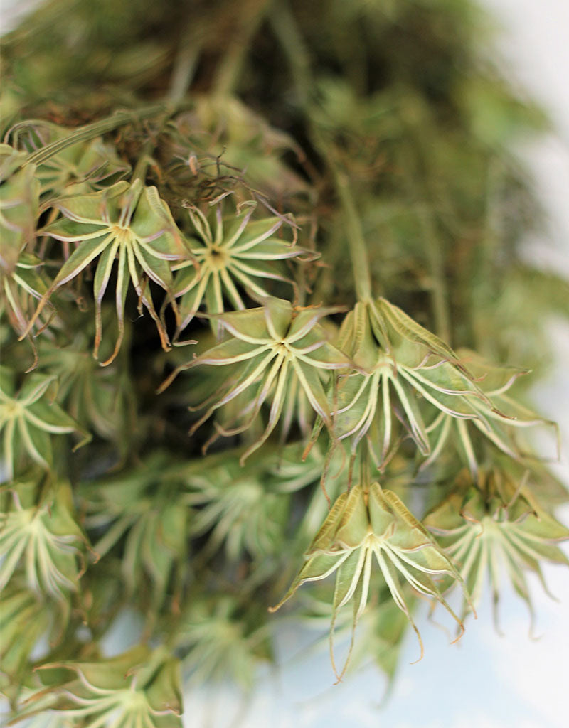Dried Nigella Orientalis - Natural Bunch, 60 cm
