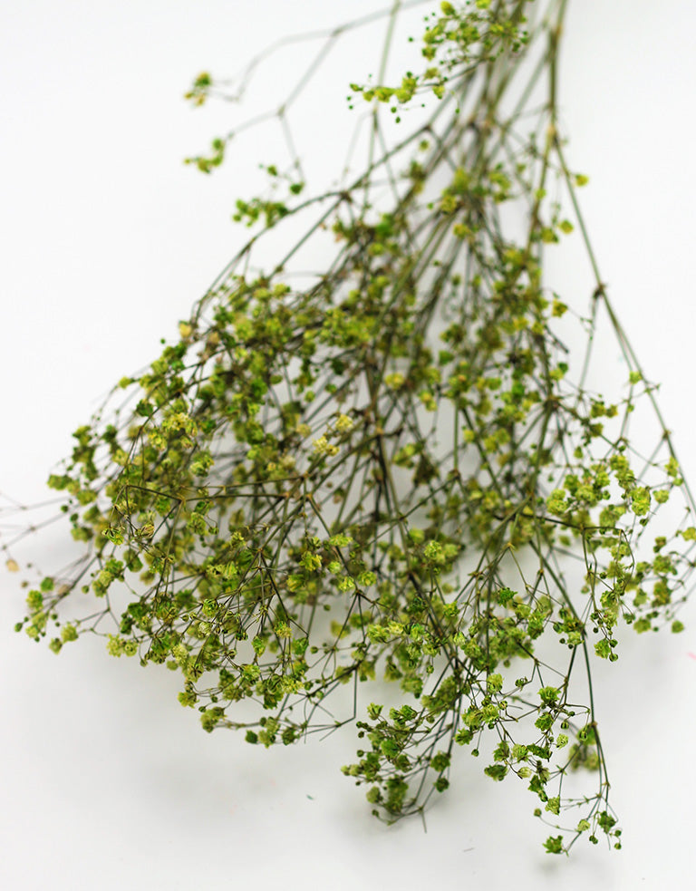 wholesale
Dried Baby&