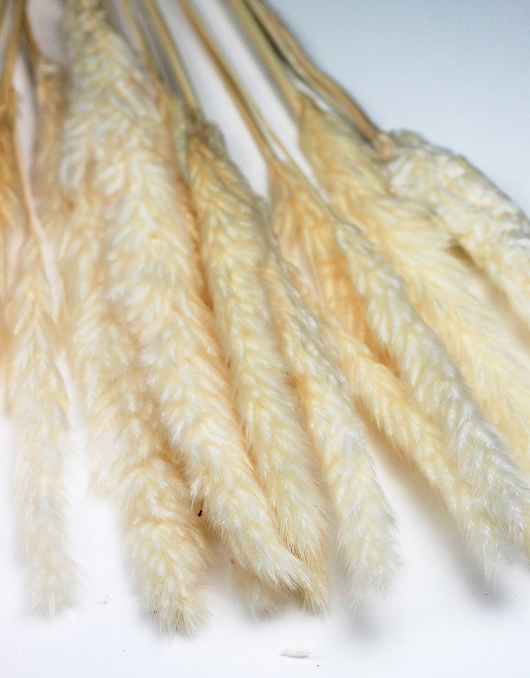 Dried pampas bleached bunch