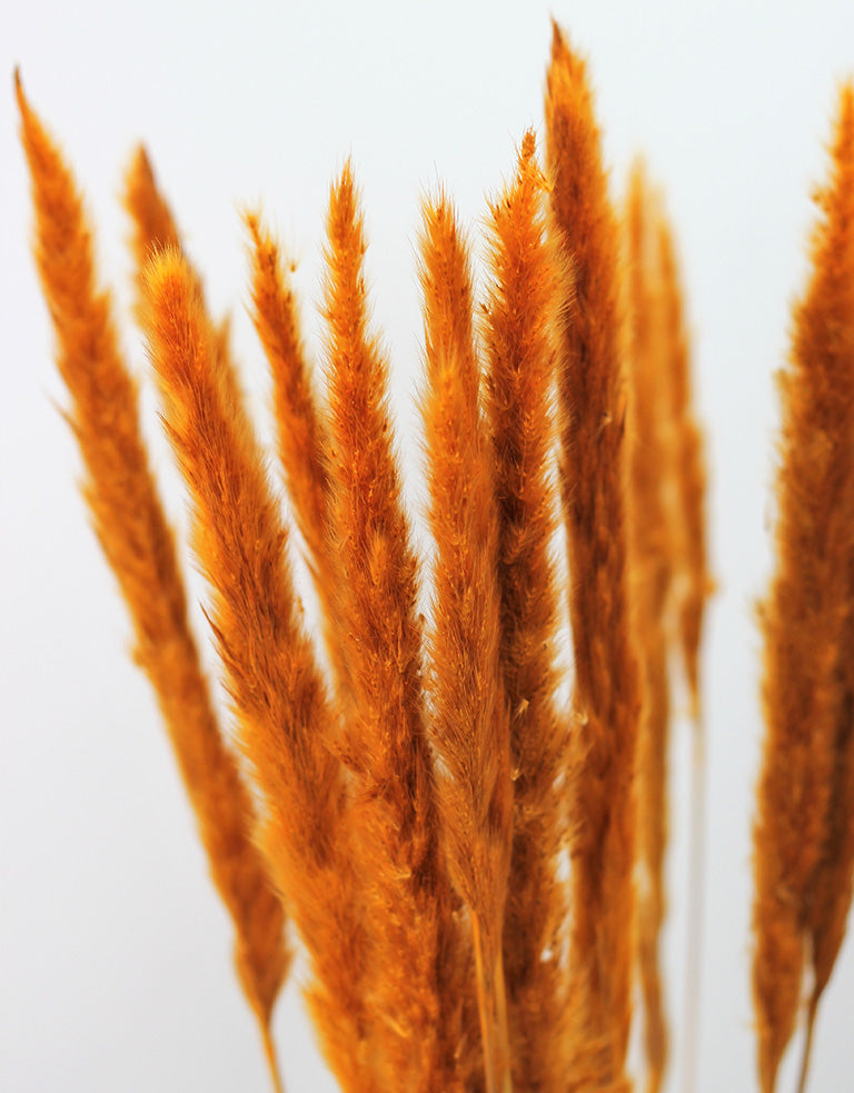Fluffy Dried Pampas Grass - Ocher Yellow,10 Stems, 70 cm (Cortaderia)