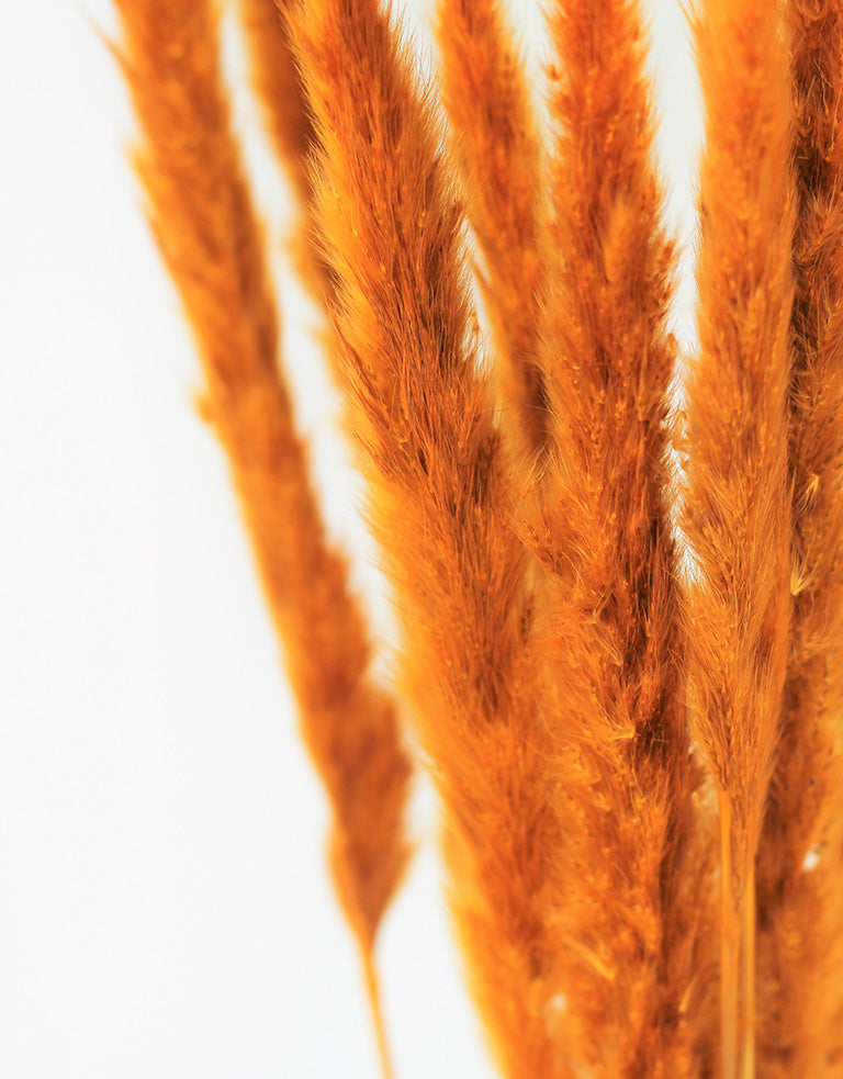 dried pampas grass
