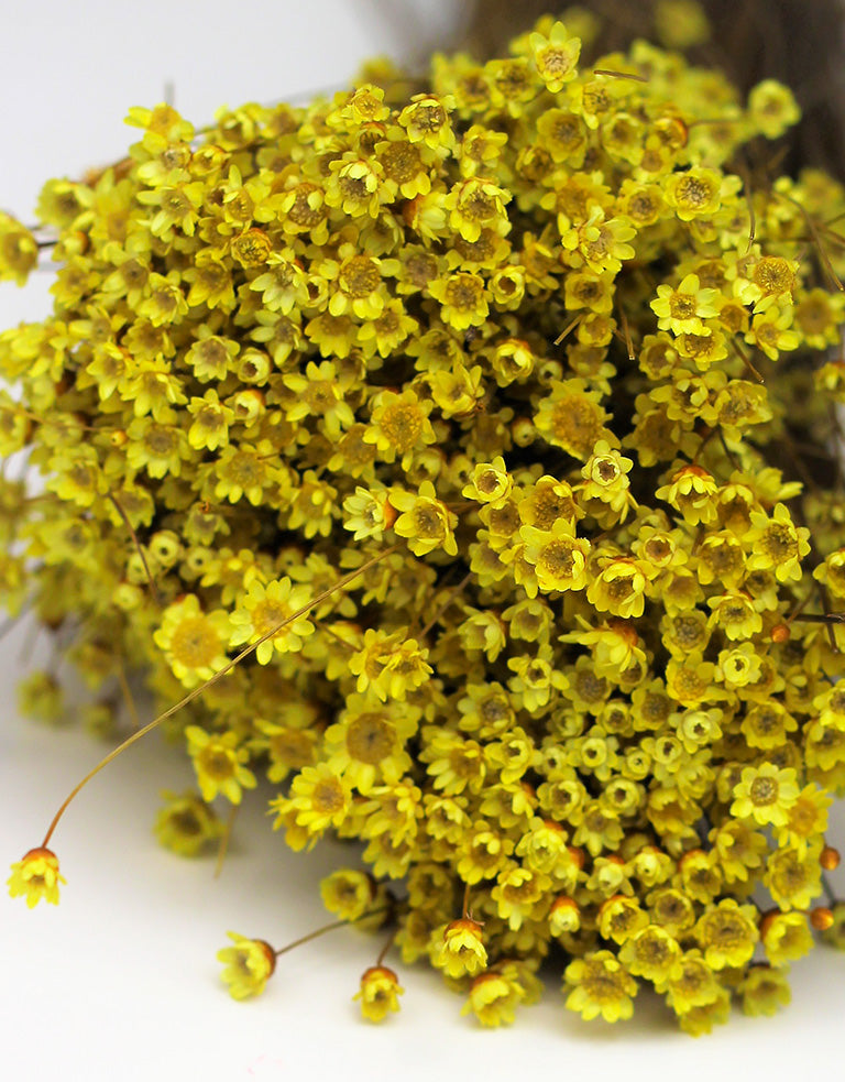 Dried Star Flower Glixia