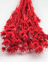 Dried Nigella Orientalis,