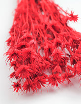 Red Nigella Orientalis,
