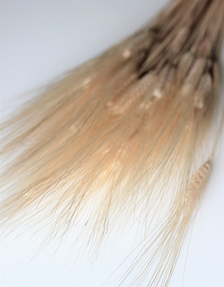 Bleached Triticum Bunch