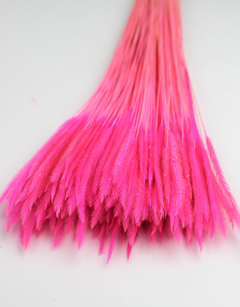 Pink Silk Worms