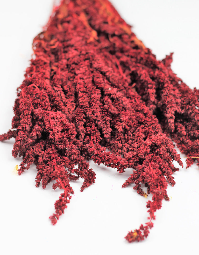 Preserved Amaranthus, Red Bunch