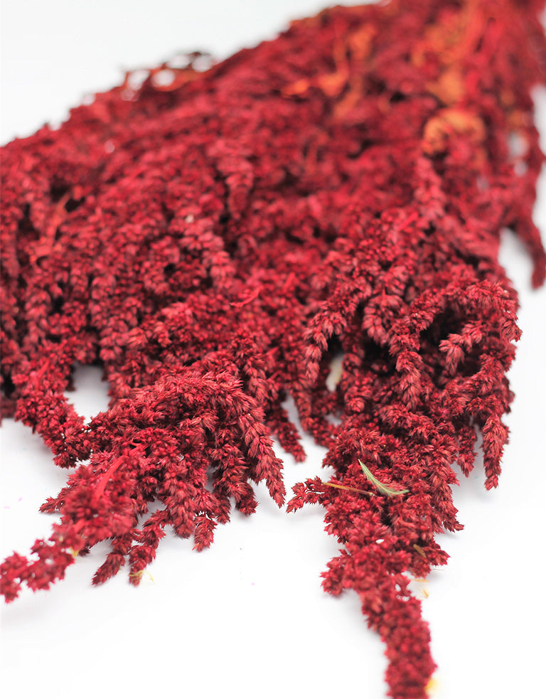Red Amaranthus,