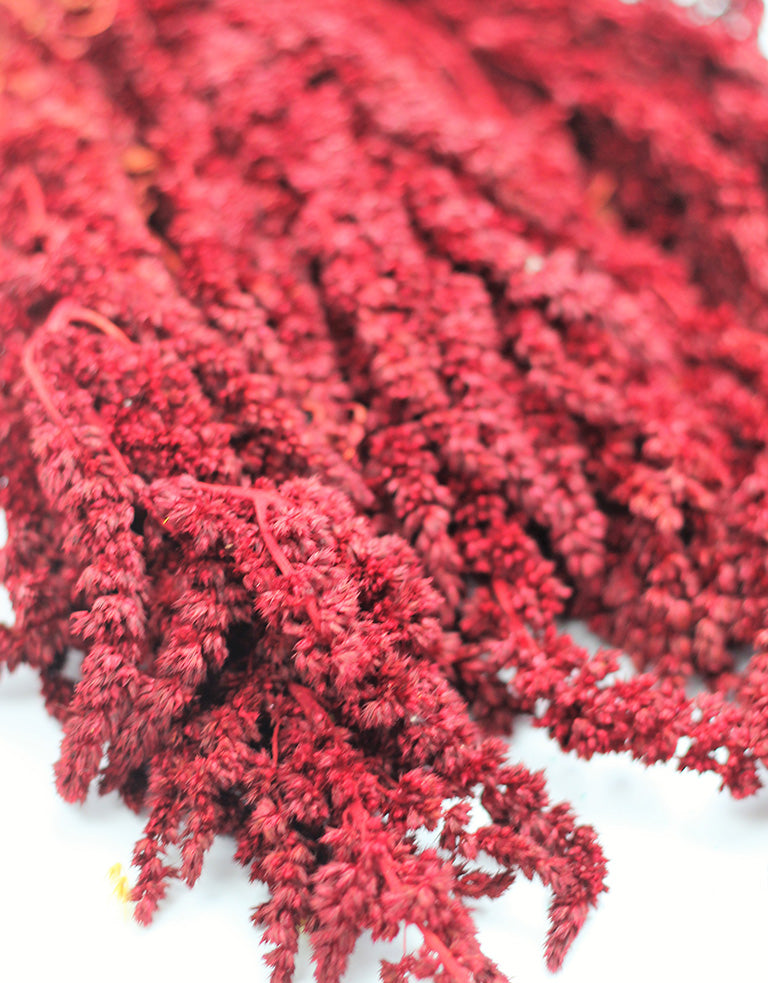 Red Dried Flowers