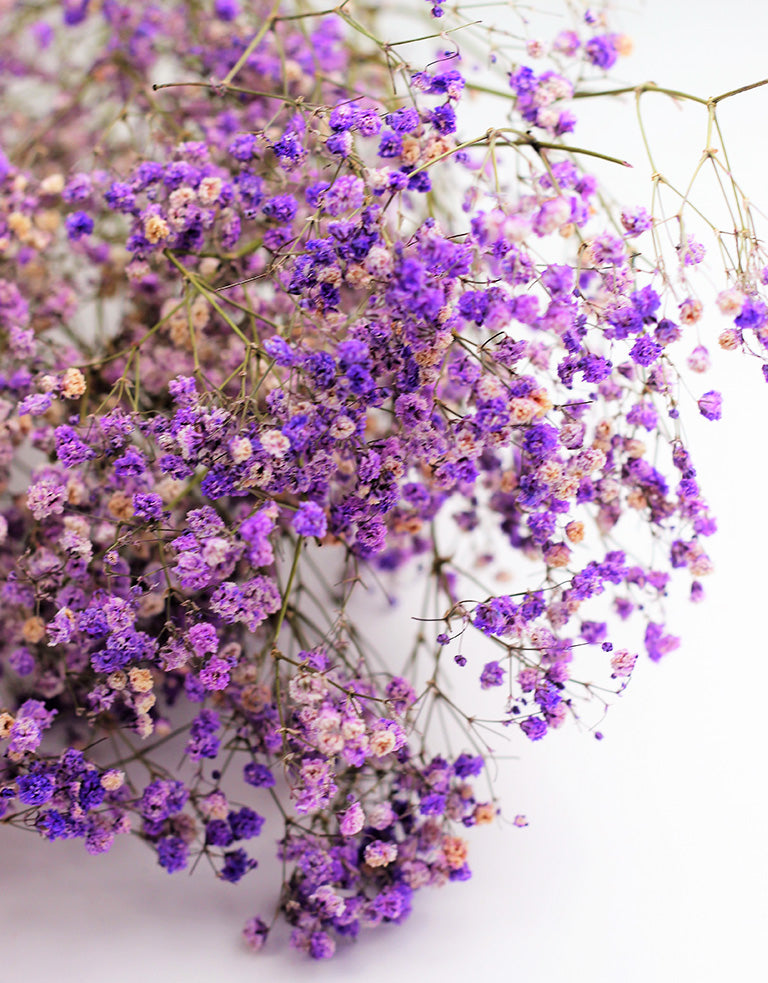 dried gypsophila