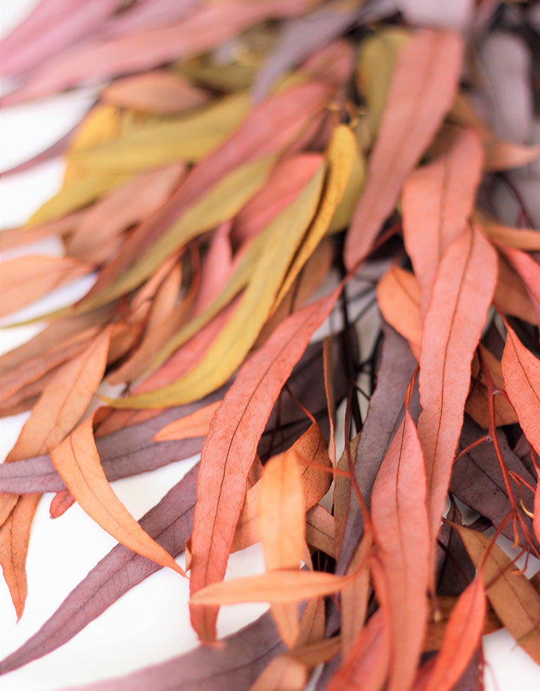 Autumn eucalyptus bunch