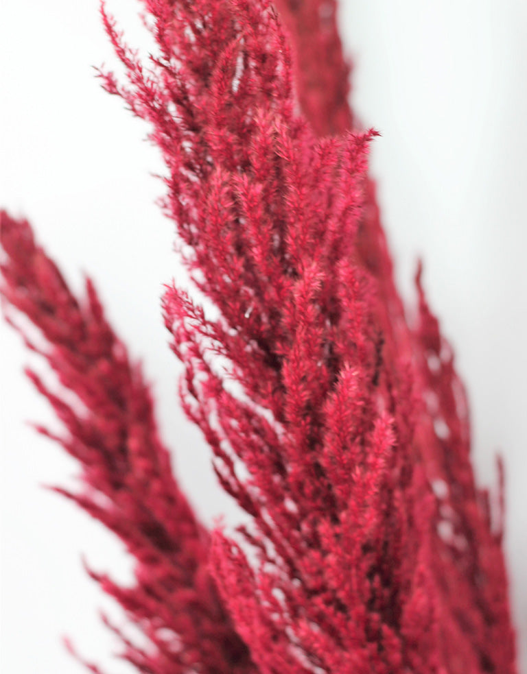 Dried Red Pampas Grass