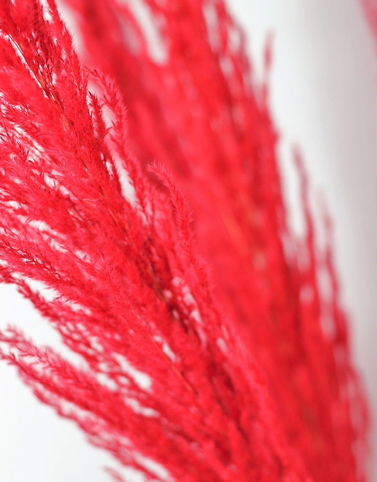 Dried Pampas Grass - Red, 8 Stems, 120 cm (Cortaderia)
