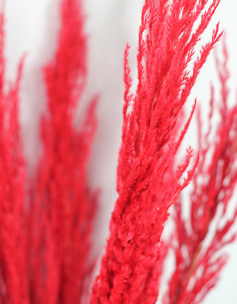 bulk tall red pampas stems