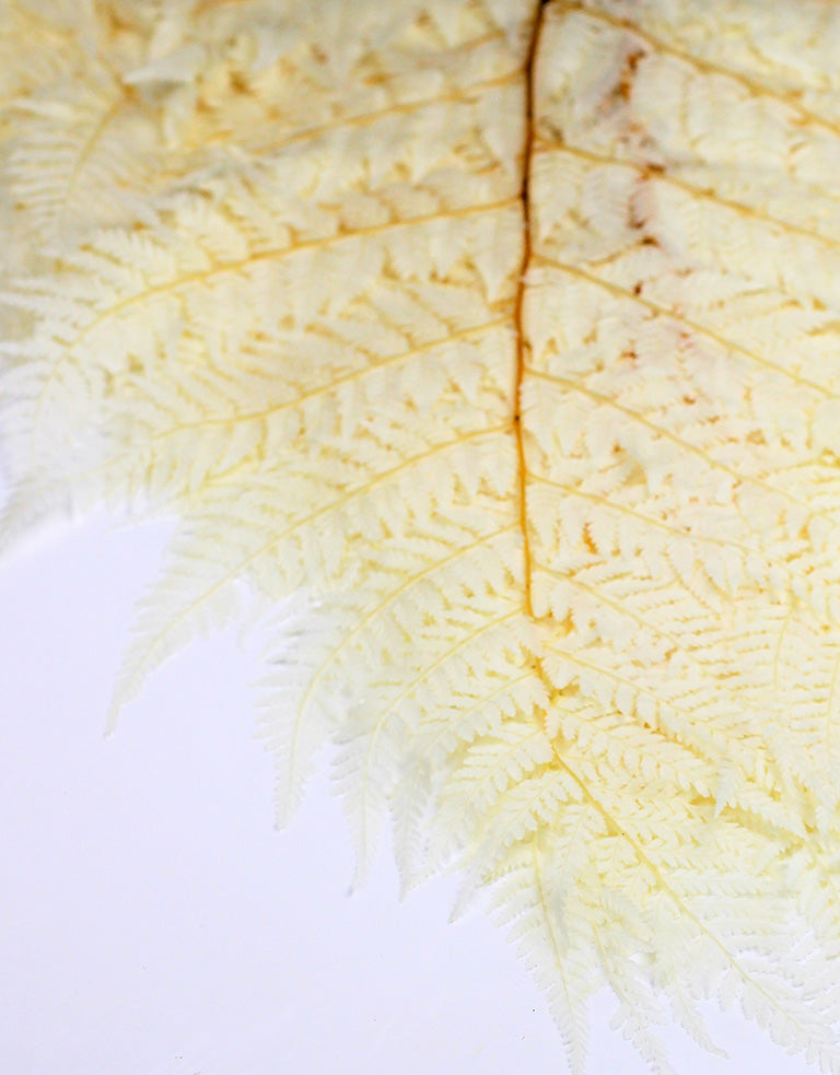 Bleached Rainbow Leaves