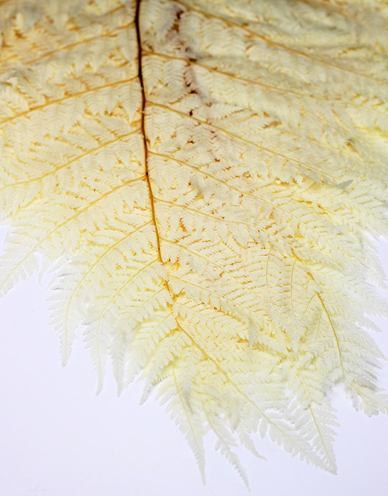 Preserved Rainbow Leaves
