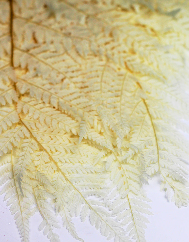 Preserved Rainbow Leaves Bleached, 10 stems