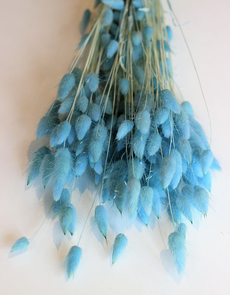 Dried Bunny Tail Lagurus Grass - Sky Blue Flowers Bunch, 100 Grams, 60 cm