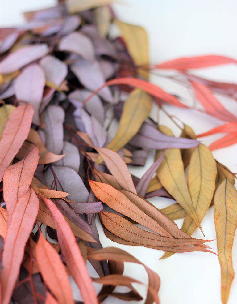 mixed eucalyptus bunch