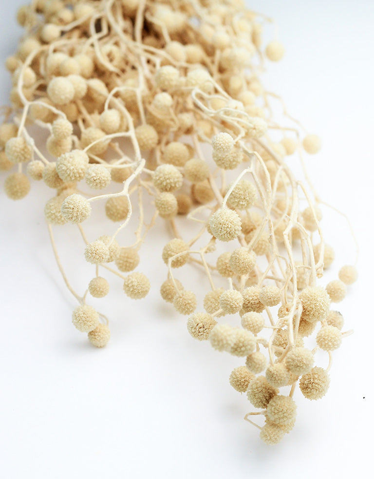 Dried Sago Flowers