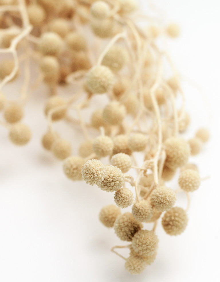 Dried Sago Bunch UK