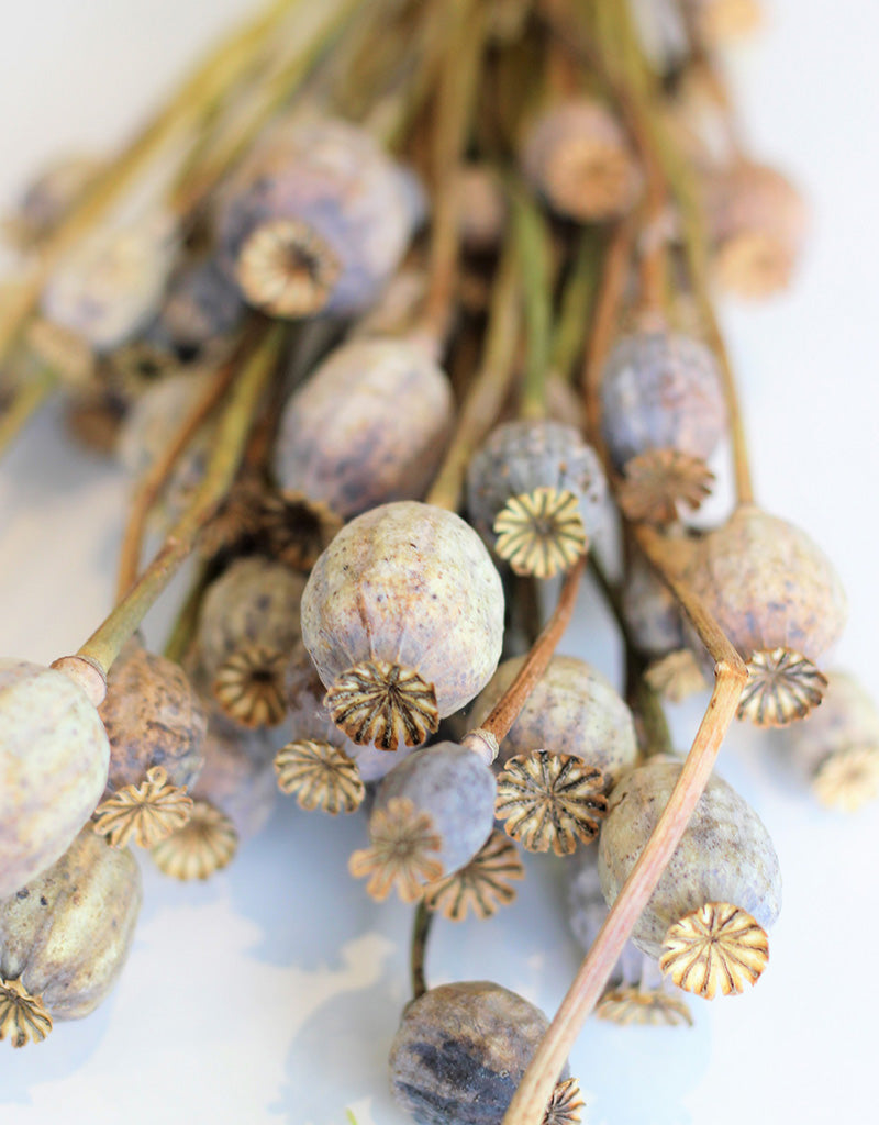 wholesale dry poppy heads near me