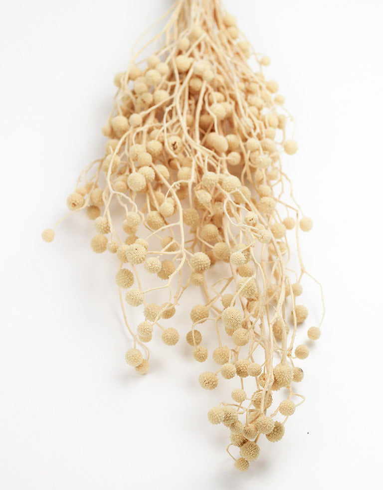 Bleached Sago Flowers UK