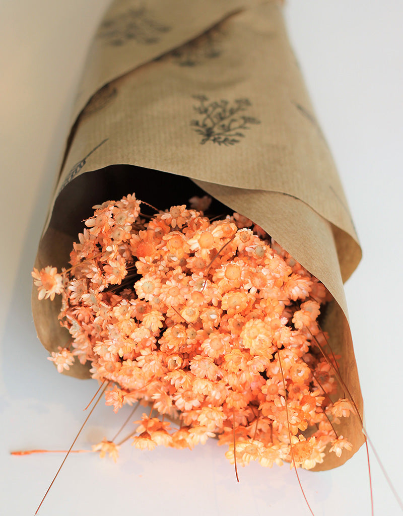 Dried Star Flower Glixia - Orange Bunch, 50 cm