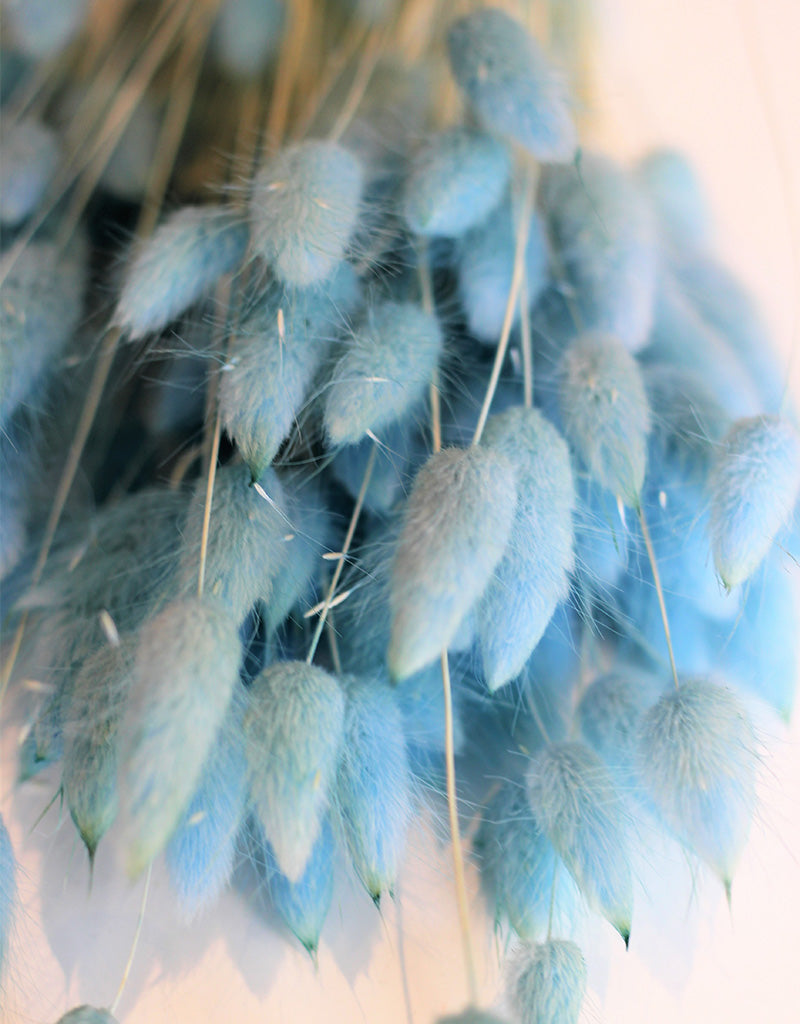 Dried Bunny Tail Lagurus Grass - Sky Blue Flowers Bunch, 100 Grams, 60 cm