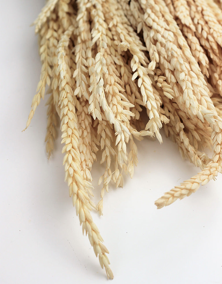 Bleached Dried Mais