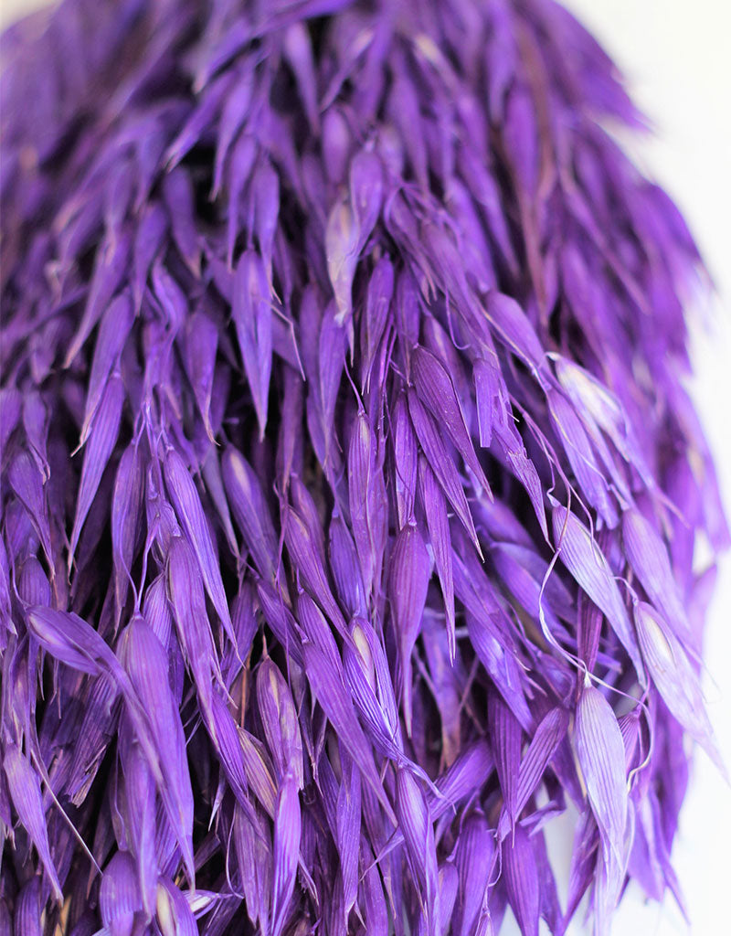 Dried Oat Avena - Wild Violet Bunch, 70 cm