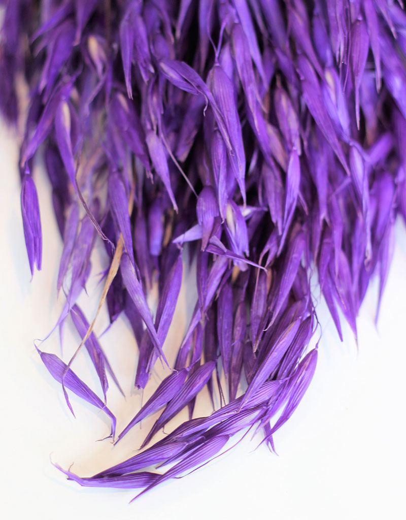Dried Oat Avena - Wild Violet Bunch, 70 cm